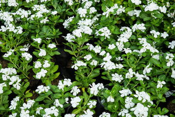 Wringhtia antidysenterica garden