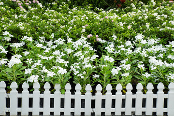 Wringhtia antidysenterica garden