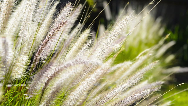 Close up on native grass plants in a garden with sunlight behind