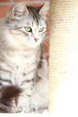 silver cat of siberian breed, female