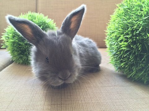 Cute Grey Bunny