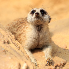 Meerkat looking
