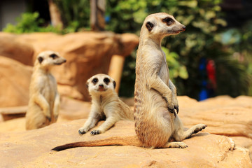 Meerkats