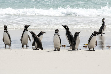 Obraz premium Magellanic Penguins On The Beach