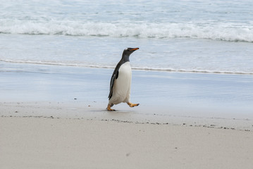 Fototapeta premium Falkland Islands - Gentoo Penguin On The Beach