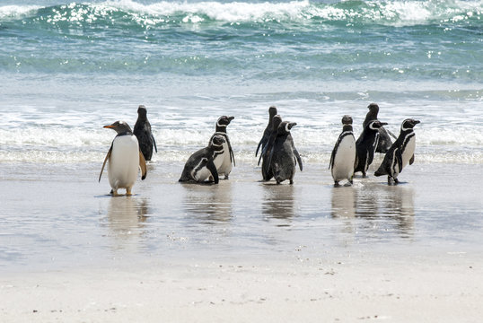 Magellanic Penguins And Gentoo Penguin On The Beach