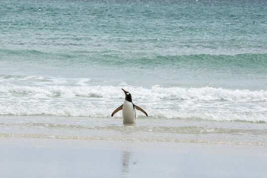 Gentoo Penguin Enjoying The Water