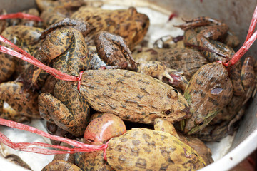 A lot frogs for sale