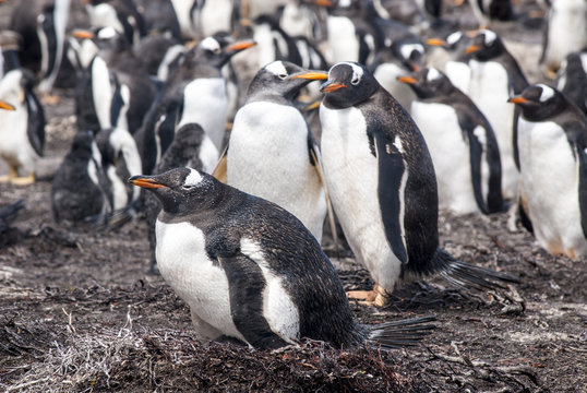 Gentoo Penguin - Pygoscelis papua - Magellanic Penguin - Spheniscus magellanicus - Falkland Islands 