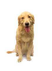 Golden Retriever with a smile