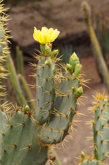 Cactus dans le jardin botanique du Carbet
