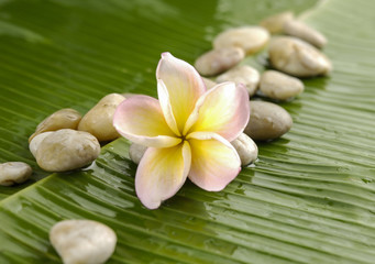 Obraz na płótnie Canvas Pile of stones with frangipani on banana leaf