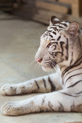 portrait of profile a white tiger