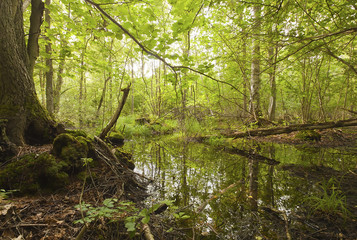 Mittlandskogen, Sweden, wet part, ideal for tics and mosquitos