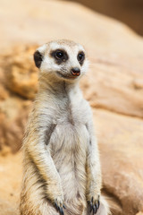 Meerkat or Suricate, Suricata suricatta