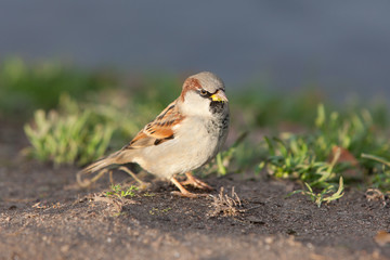 portrait of sparrow