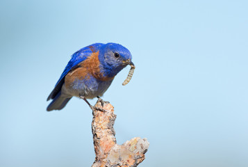 Western Bluebird, Male, with a Worm