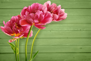 Beautiful bouquet of  tulips on green wooden background