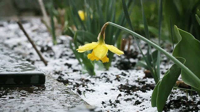 Krokusblumen in Hagelschauer