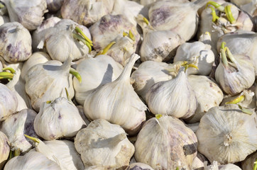 Close-up of a multitude of sprouting garlic