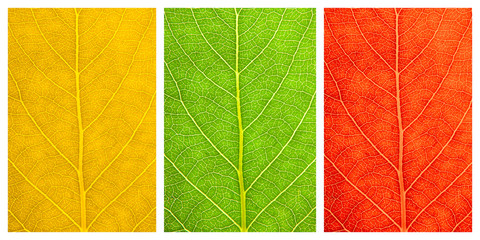 Set of three textures of leafs