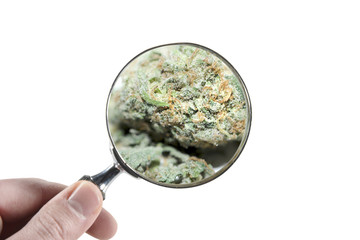 Cannabis durch die Lupe