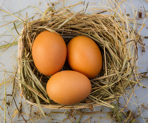 chicken eggs
