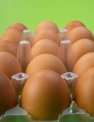 chicken eggs