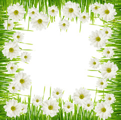 Grass and daisy flower frame