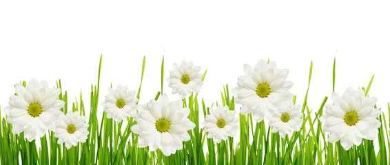 Foto op Plexiglas Grass and daisy flower edge © Ortis