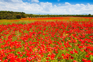 Red poppy flowers field in France