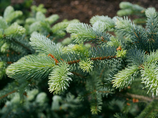 Picea pungens Blue Mountain - obrazy, fototapety, plakaty