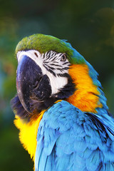 A portrait of a beautiful parrot