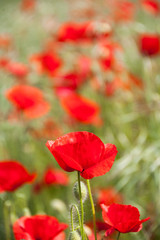 Some red poppies between green grass with blurred background