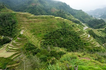 Fototapeta na wymiar Rice fields terraces in Philippines