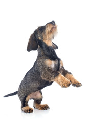 puppy Wire haired dachshund