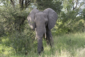 big elephant in kruger park
