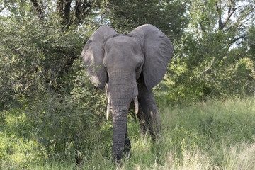 Fototapeta premium big elephant in kruger park