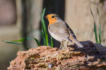 Rouge gorge