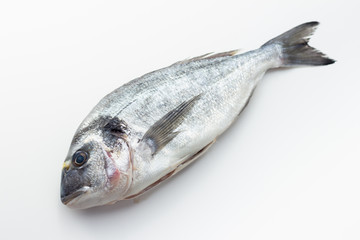Gilt-head bream