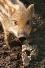 Baby wild boar looking up from plastic rubbish