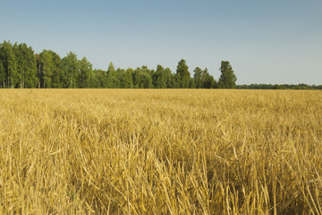 Russian field