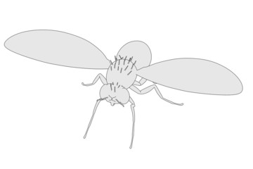 cartoon image of drozophila melanogaster