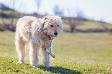 Romanian shepherd dog