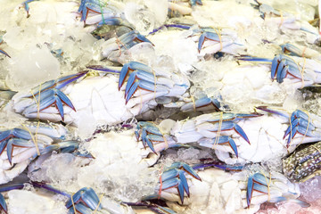 Blue crab or Horse crab in market