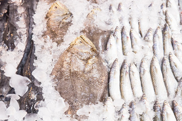 fresh fish on ice  inthe market