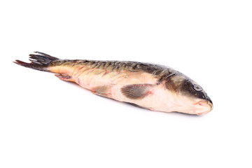 Raw mirror carp.