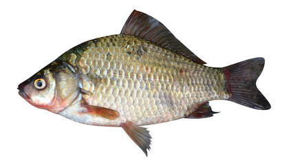 crucian carp fish isolated on a white background
