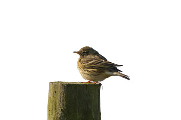 Meadow Pipit