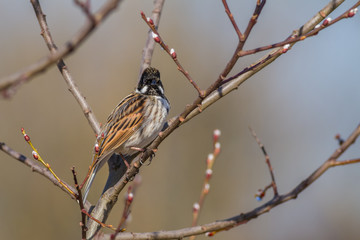 Male Reed Bunting